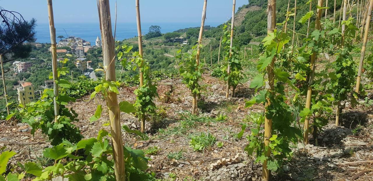 Il Soppalco Bed and Breakfast Corniglia Esterno foto